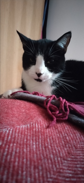 If your cat did OLD, what profile picture would she/he use?