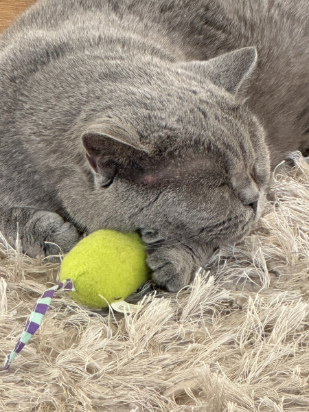 Do you regret getting your cat?