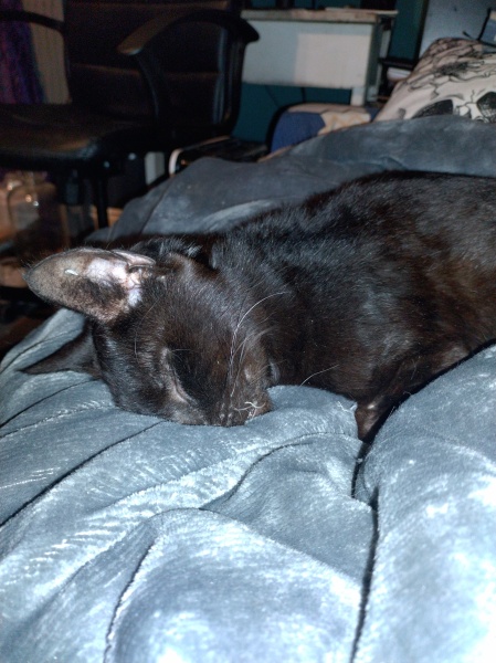 Trick or Cat Treat? The Excellent Cats do Halloween