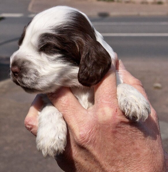 Are show cocker spaniels nice natured?