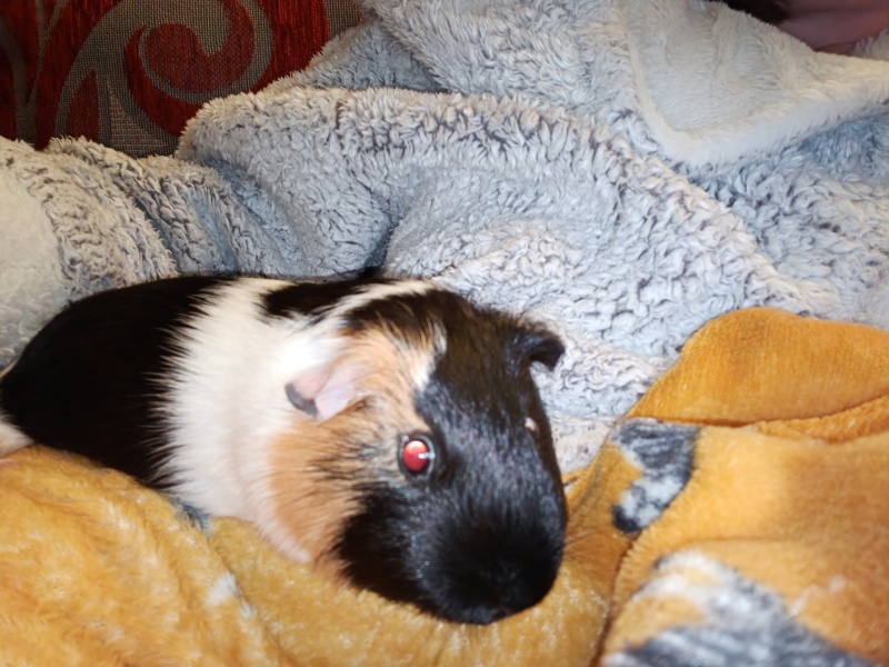 Guinea pigs and cats, knock some sense onto me please!