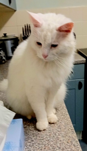 If your cat did OLD, what profile picture would she/he use?