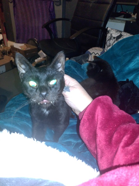 Trick or Cat Treat? The Excellent Cats do Halloween