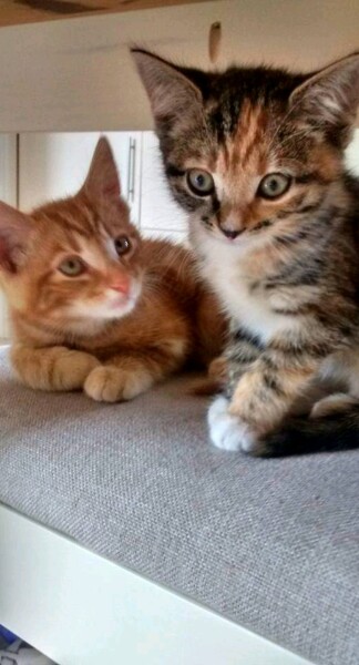 Thread 11 Starmer: Will that Phone Call Be To Harris or to Trump? (the decidedly superior looking cats thread)