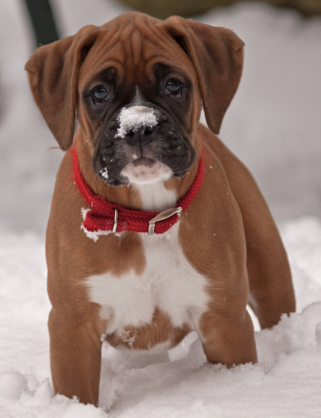 Christmas dog of the month: Share your festive dog photos & win a £100 prize bundle!