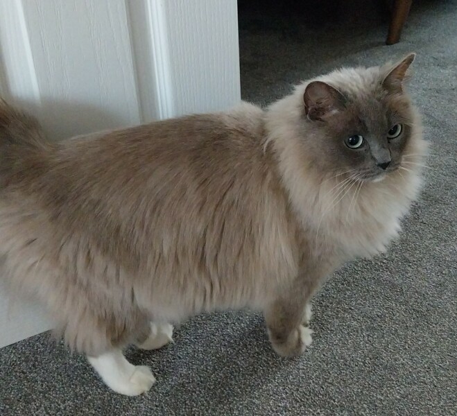 Adopting a retired queen