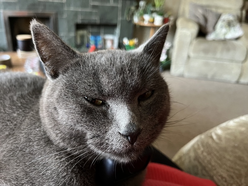 Trick or Cat Treat? The Excellent Cats do Halloween