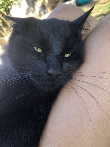 If your cat did OLD, what profile picture would she/he use?