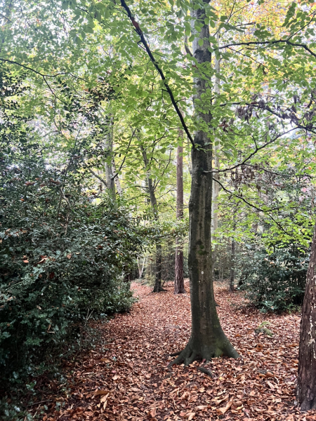 Mounjaro August starters thread 8