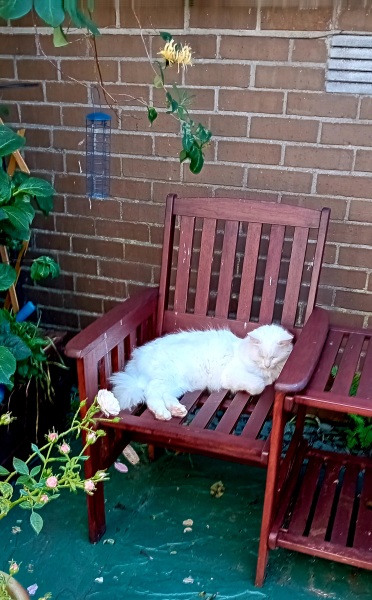 If your cat did OLD, what profile picture would she/he use?