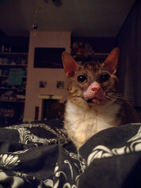 Trick or Cat Treat? The Excellent Cats do Halloween