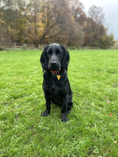 Adolescent Dog Survival...Sharing Tips & Tails