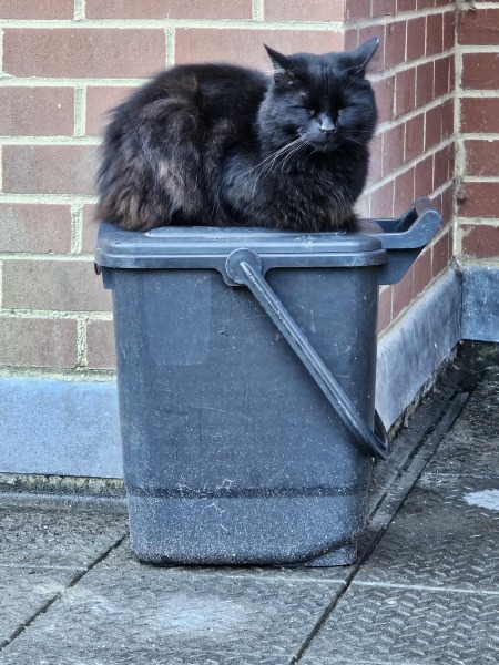 Thread 11 Starmer: Will that Phone Call Be To Harris or to Trump? (the decidedly superior looking cats thread)