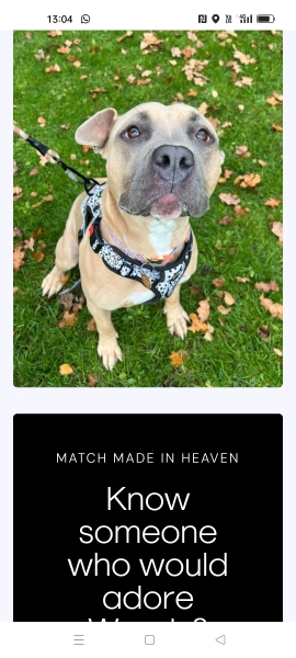Any guesses of breeds