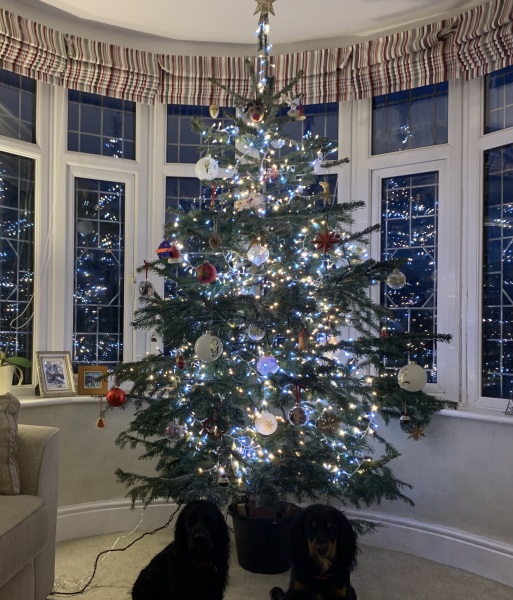 Show us your Christmas trees