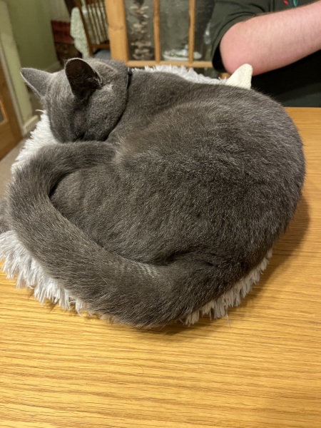 Trick or Cat Treat? The Excellent Cats do Halloween