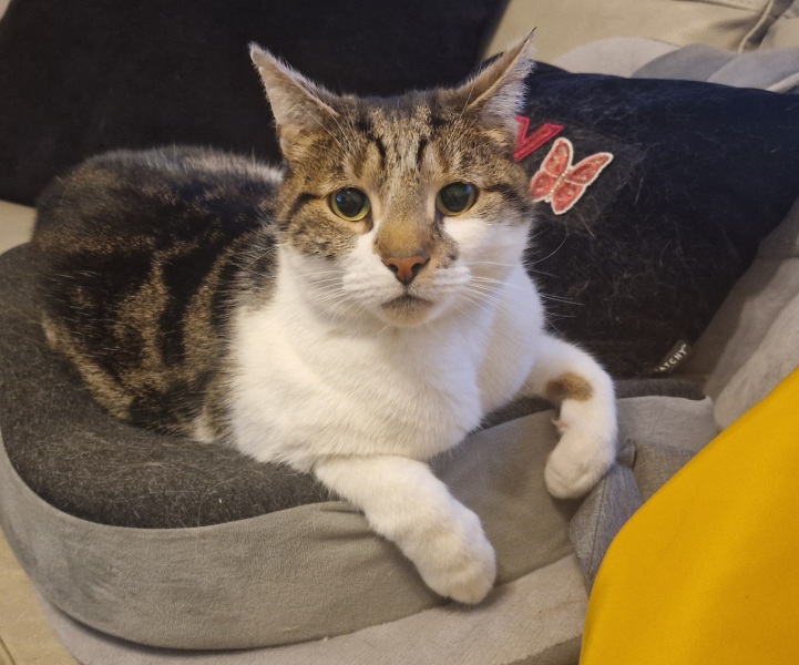 Thread 11 Starmer: Will that Phone Call Be To Harris or to Trump? (the decidedly superior looking cats thread)