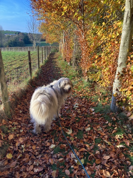 October’s dog of the month: Share your autumn dog photos & win £100 prize bundle!