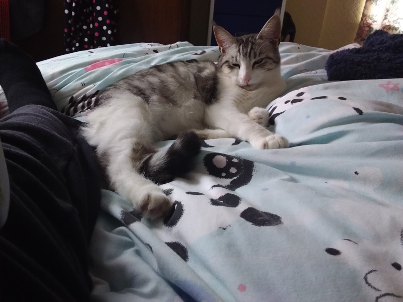 Trick or Cat Treat? The Excellent Cats do Halloween