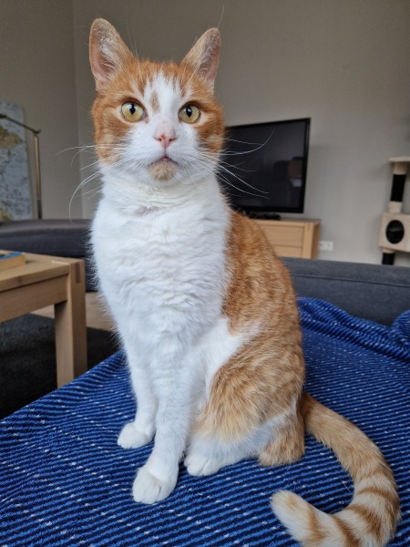 Trick or Cat Treat? The Excellent Cats do Halloween