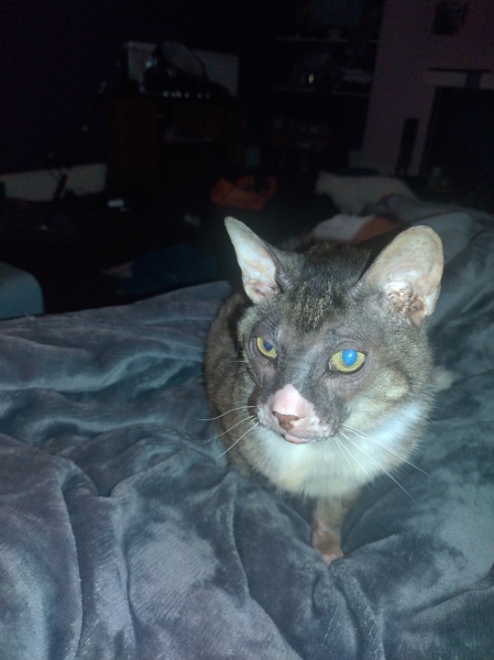 Trick or Cat Treat? The Excellent Cats do Halloween