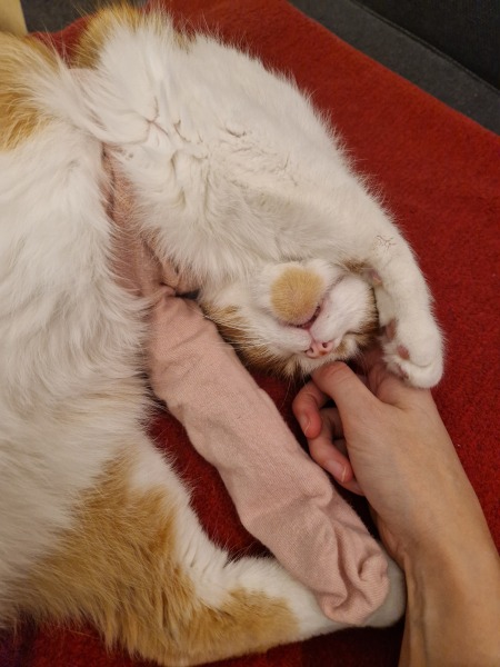 Trick or Cat Treat? The Excellent Cats do Halloween