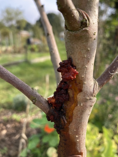 What is this on my little apple tree and do I need to worry?