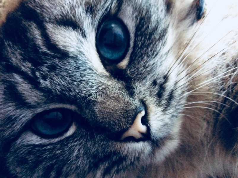 If your cat did OLD, what profile picture would she/he use?
