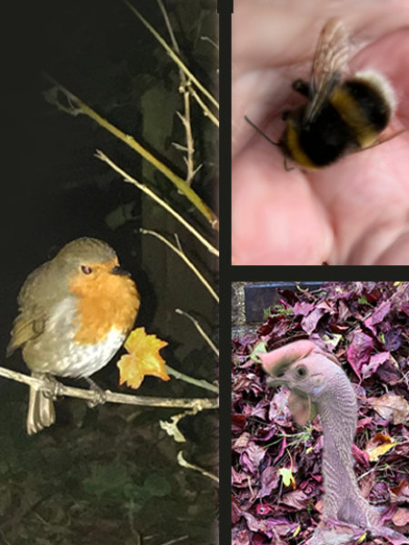 The Nigel Slater Christmas Chronicles Readalong 2024 Part 2