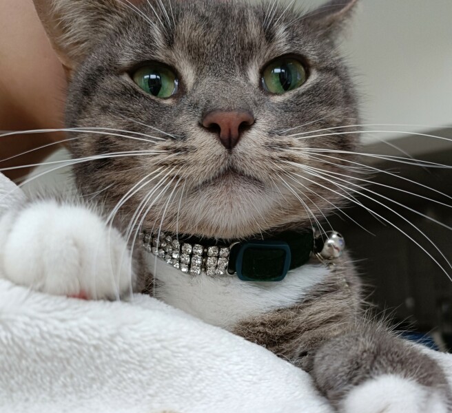 If your cat did OLD, what profile picture would she/he use?