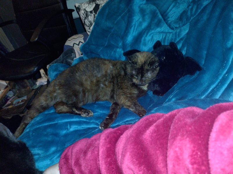 Trick or Cat Treat? The Excellent Cats do Halloween