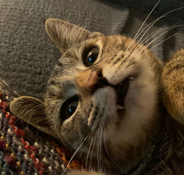 Thread 11 Starmer: Will that Phone Call Be To Harris or to Trump? (the decidedly superior looking cats thread)