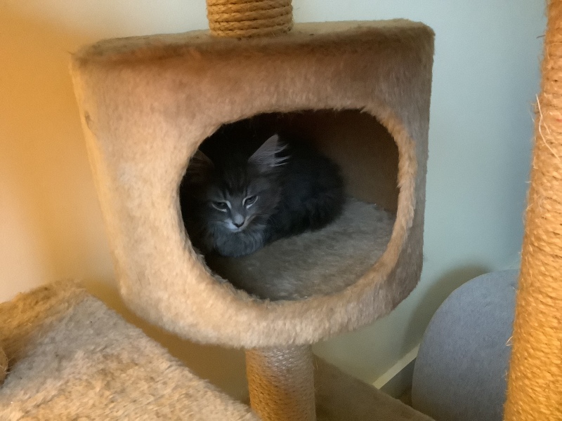 Enter Cat Four