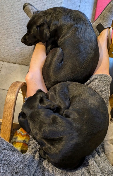 Does my dog have a bad life?