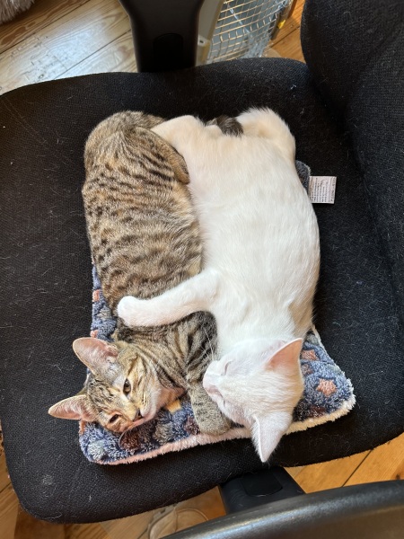 Help pondering a rescue kitten