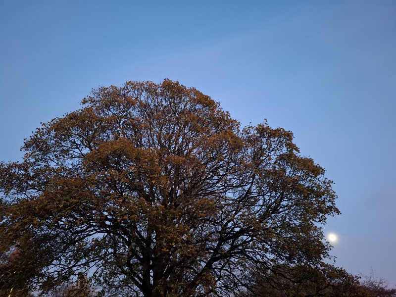 The Nigel Slater Christmas Chronicles Readalong 2024 Part 2