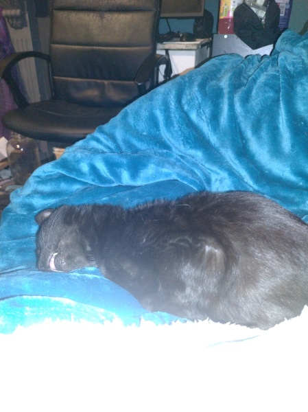 Trick or Cat Treat? The Excellent Cats do Halloween