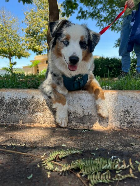 Adolescent Dog Survival Thread - Bark the Herald, furry angels sing!