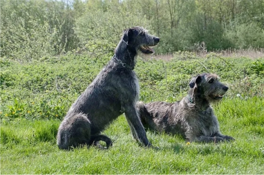 Dark Academia 3 - de vestibus agamus - the conversation continues