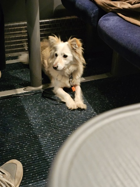 Trick or Cat Treat? The Excellent Cats do Halloween