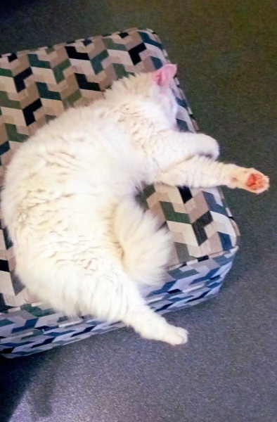 Trick or Cat Treat? The Excellent Cats do Halloween