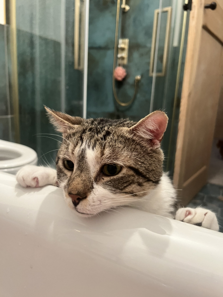 Weird cat rituals