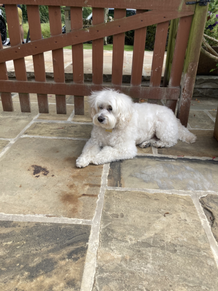 Adolescent Dog Survival...Sharing Tips & Tails