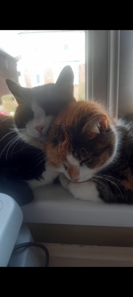 If your cat did OLD, what profile picture would she/he use?