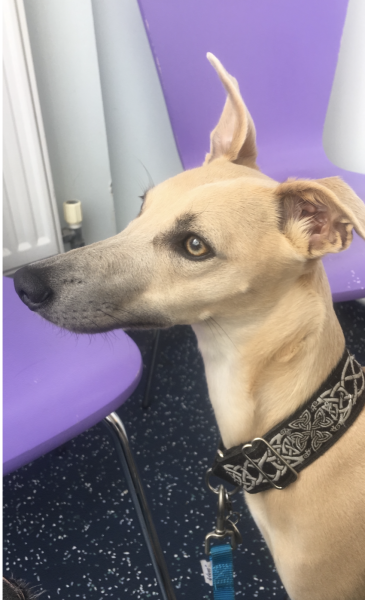 My 3 year old whippet (who is in season) had (unprotected!) sex!!