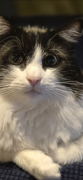 If your cat did OLD, what profile picture would she/he use?