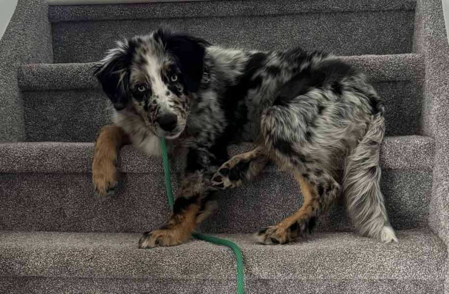 Adolescent Dog Survival...Sharing Tips & Tails