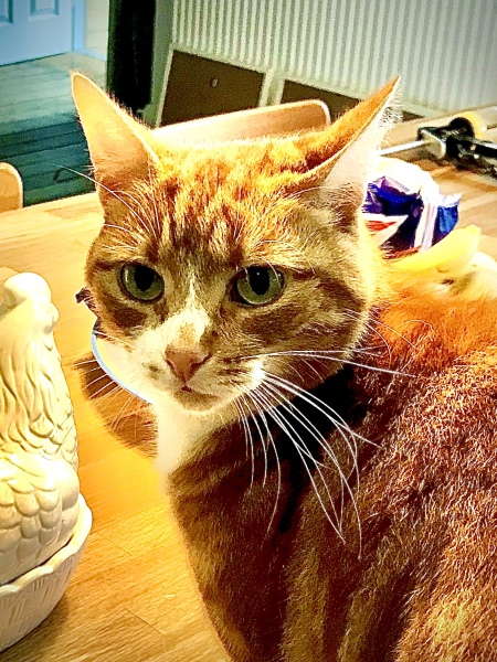 If your cat did OLD, what profile picture would she/he use?