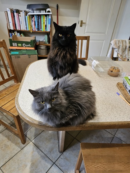Trick or Cat Treat? The Excellent Cats do Halloween