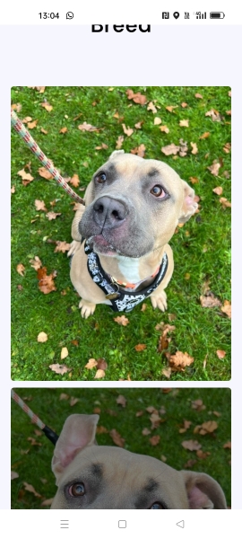 Any guesses of breeds